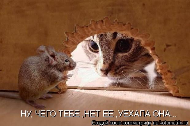 Котоматрица: НУ, ЧЕГО ТЕБЕ ,НЕТ ЕЕ ,УЕХАЛА ОНА...