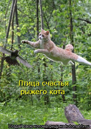 Котоматрица: Птица счастья рыжего кота