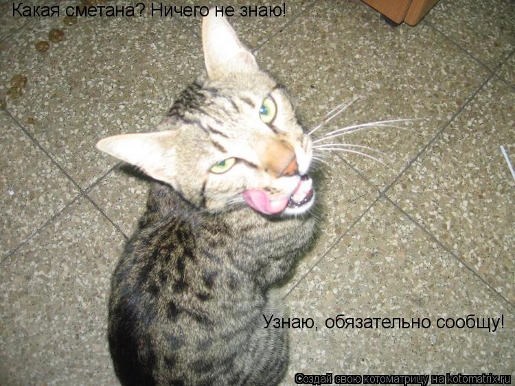 Котоматрица: Какая сметана? Ничего не знаю! Узнаю, обязательно сообщу!