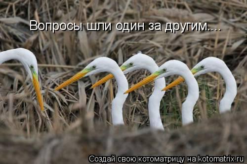 Котоматрица: Вопросы шли один за другим....