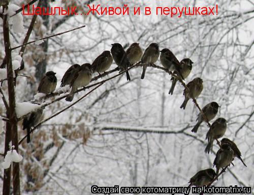 Котоматрица: Шашлык...Живой и в перушках!
