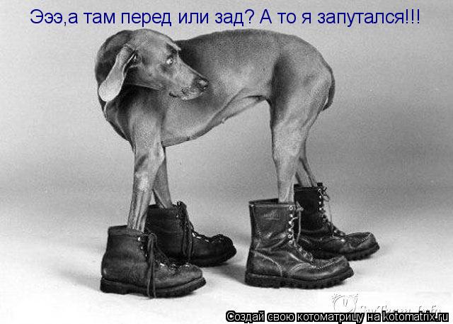 Котоматрица: Эээ,а там перед или зад? А то я запутался!!!