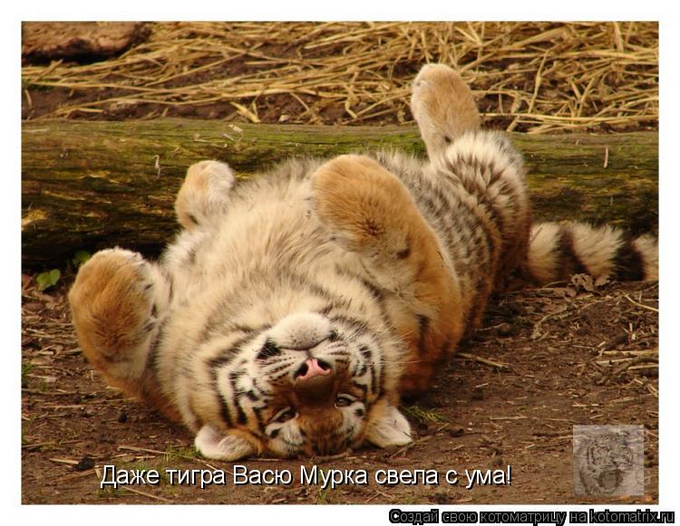 Котоматрица: Даже тигра Васю Мурка свела с ума!