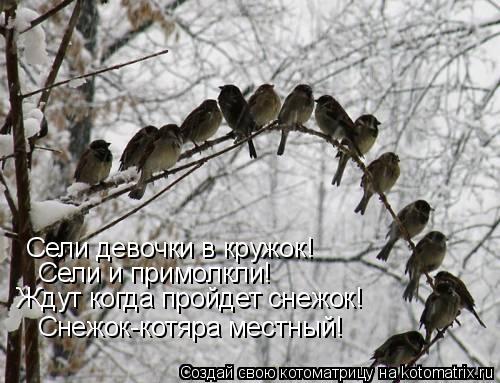 Котоматрица: Сели девочки в кружок! Сели и примолкли! Ждут когда пройдет снежок! Снежок-котяра местный!