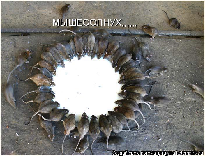 Котоматрица: МЫШЕСОЛНУХ,,,,,,