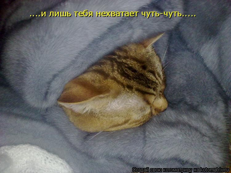 Котоматрица: ....и лишь тебя нехватает чуть-чуть.....