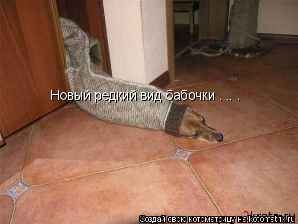Котоматрица: Новый редкий вид бабочки . .. .