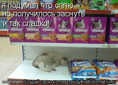 Котоматрица: я подумал что сплю  но получилось заснуть  и так сладко!
