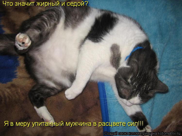 Котоматрица: Что значит жирный и седой? Я в меру упитанный мужчина в расцвете сил!!!