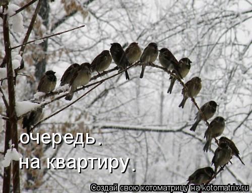 Котоматрица: очередь на квартиру . .