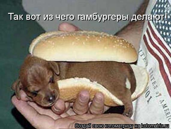 Котоматрица: Так вот из чего гамбургеры делают!