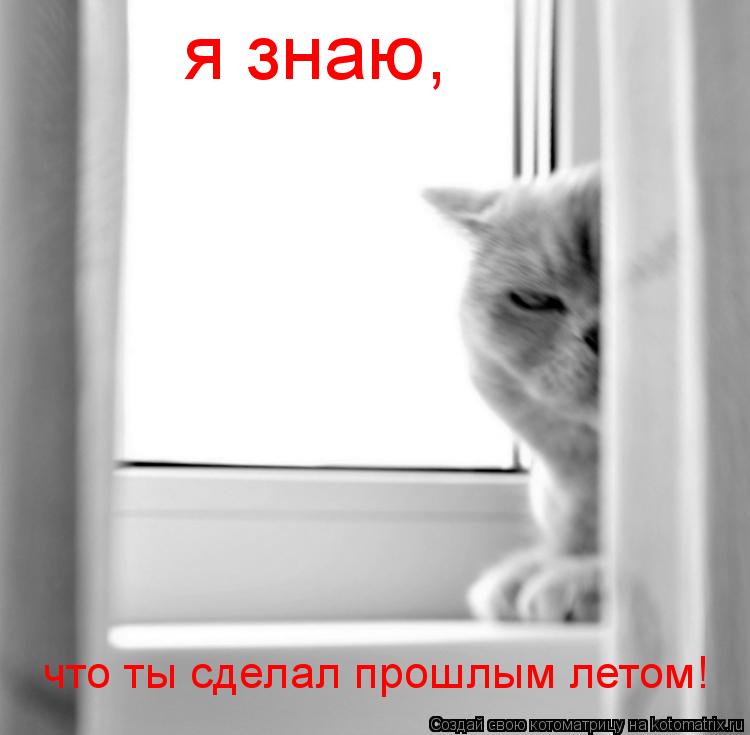 Котоматрица: я знаю, что ты сделал прошлым летом!