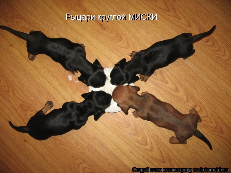 Котоматрица: Рыцари круглой МИСКИ