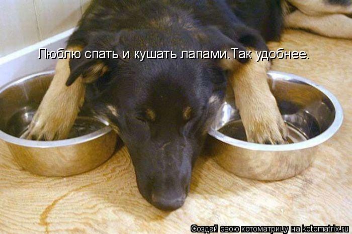 Котоматрица: Люблю спать и кушать лапами.Так удобнее.