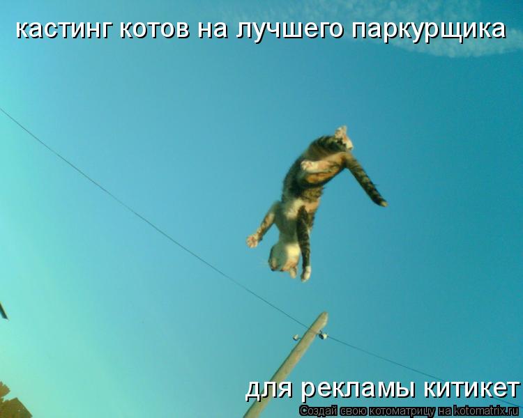 Котоматрица: кастинг котов на лучшего паркурщика для рекламы китикет