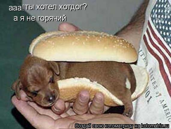 Котоматрица: ааа! ты хотел хотдог? а я не горячий