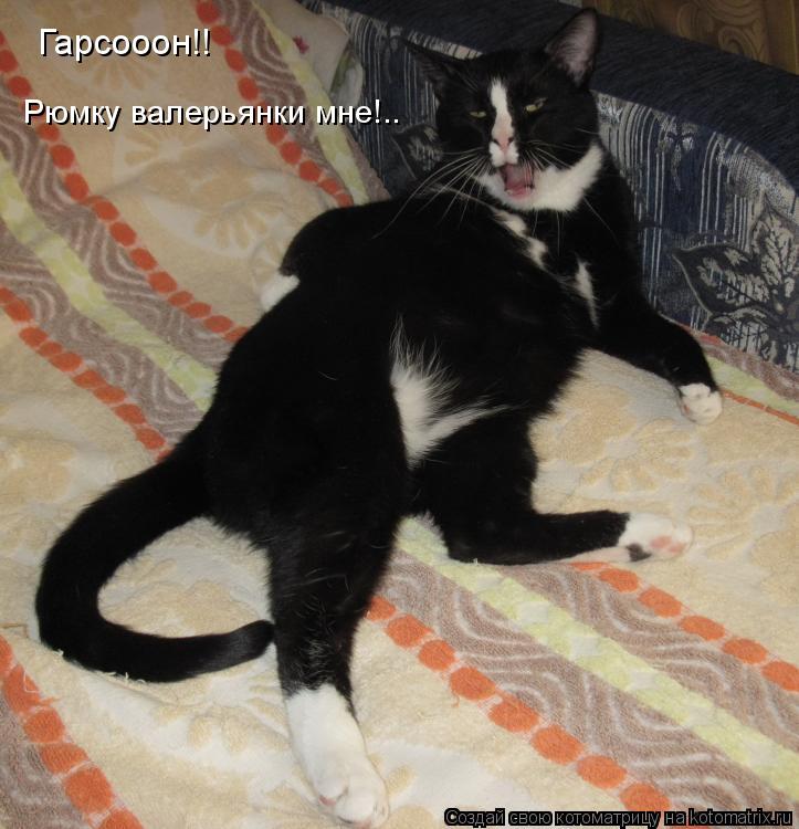 Котоматрица: Гарсооон!! Рюмку валерьянки мне!..