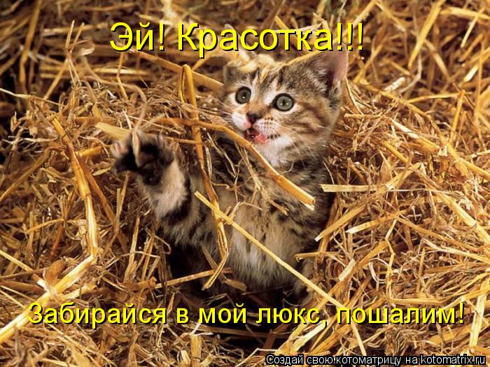 Котоматрица: Эй! Красотка!!! Забирайся в мой люкс, пошалим!