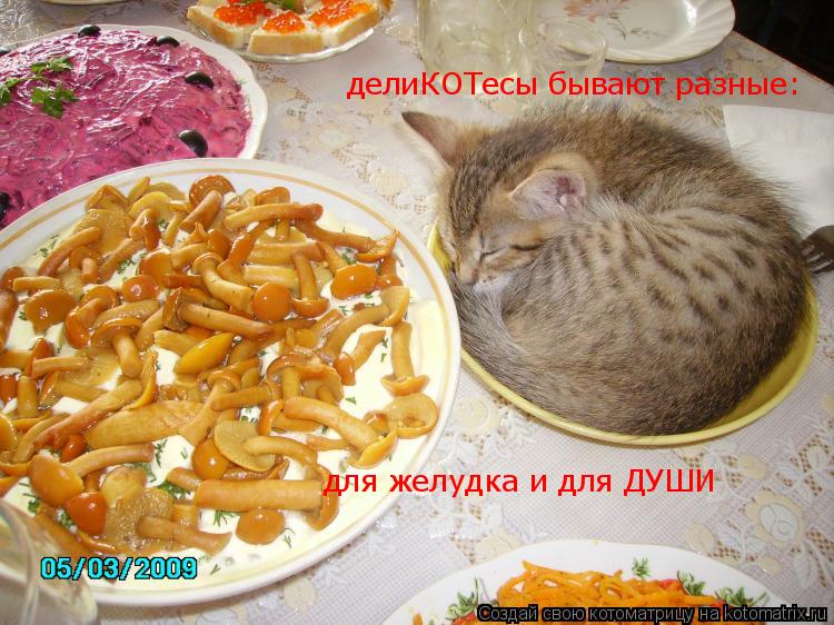 Котоматрица: делиКОТесы бывают разные:  для желудка и для ДУШИ