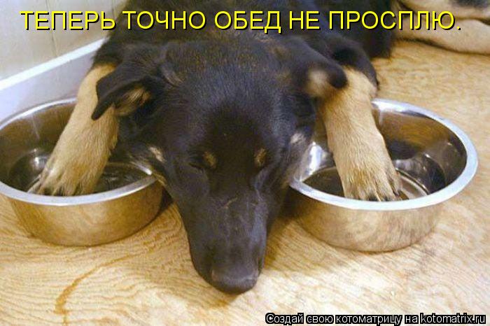 ТЕПЕРЬ ТОЧНО ОБЕД НЕ ПРОСПЛЮ.... Котоматрица: ТЕПЕРЬ ТОЧНО ОБЕД НЕ ПРОСПЛЮ.