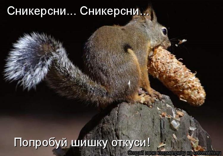 Котоматрица: Сникерсни... Сникерсни... Попробуй шишку откуси!