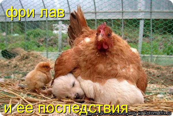 Котоматрица: фри лав и ее последствия