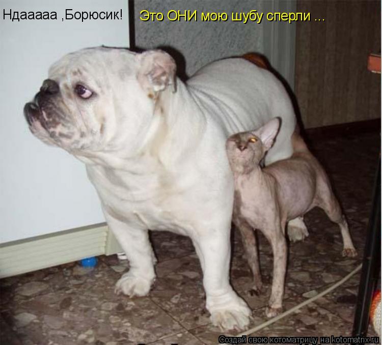 Котоматрица: Ндааааа ,Борюсик! Это ОНИ мою шубу сперли ...