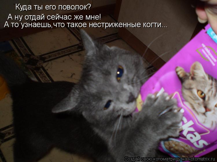Котоматрица: Куда ты его поволок? А ну отдай сейчас же мне! А то узнаешь,что такое нестриженные когти...