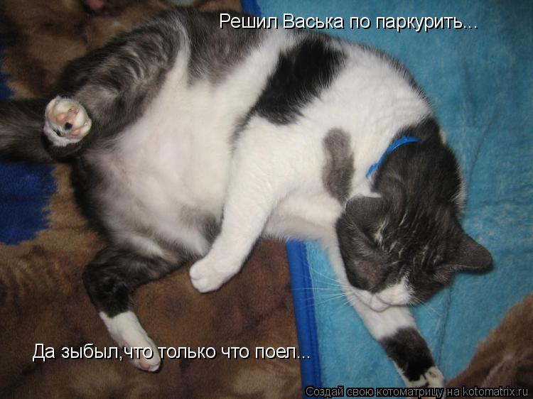 Котоматрица: Решил Васька по паркурить... Да зыбыл,что только что поел...