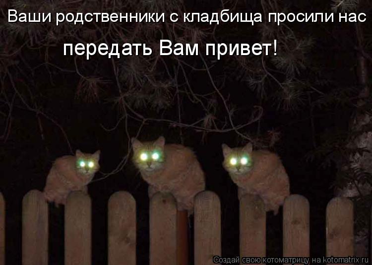Котоматрица: Ваши родственники с кладбища просили нас передать Вам привет!