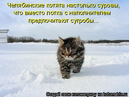 Котоматрица: Челябинские котята настолько суровы, что вместо лотка с наполнителем предпочитают сугробы...