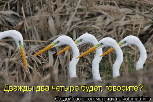 Котоматрица: Дважды два четыре будет, говорите?!