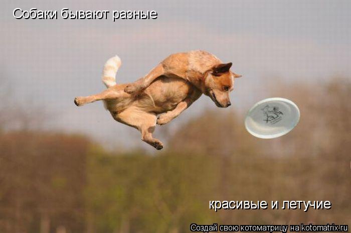 Котоматрица: Собаки бывают разные  красивые и летучие красивые и летучие