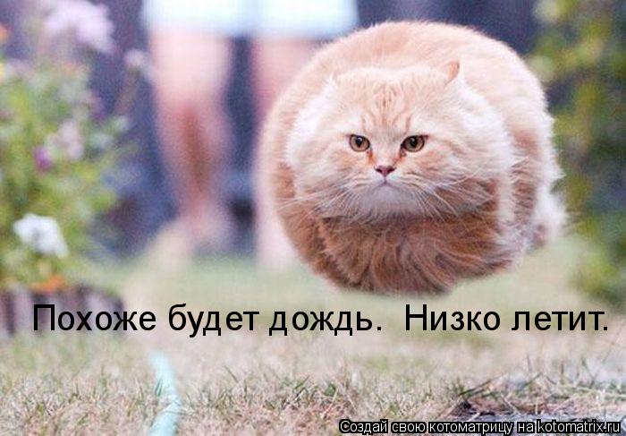 Котоматрица: Похоже будет дождь.  Низко летит.
