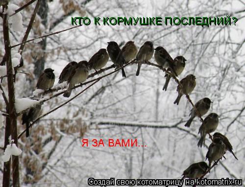 Котоматрица: КТО К КОРМУШКЕ ПОСЛЕДНИЙ? Я ЗА ВАМИ...