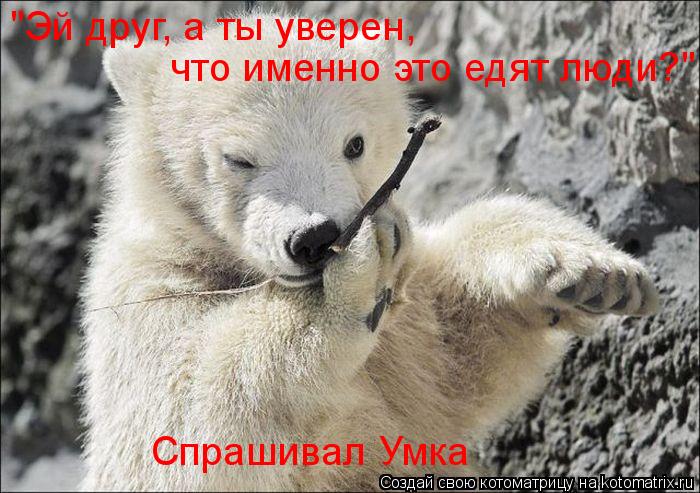 Котоматрица: Спрашивал Умка "Эй друг, а ты уверен, что именно это едят люди?"