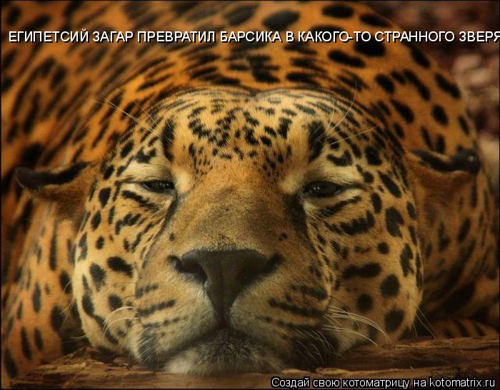 Котоматрица: ЕГИПЕТСИЙ ЗАГАР ПРЕВРАТИЛ БАРСИКА В КАКОГО-ТО СТРАННОГО ЗВЕРЯ