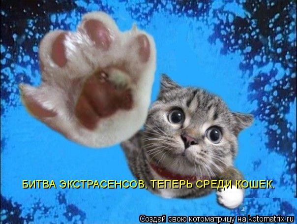Котоматрица: БИТВА ЭКСТРАСЕНСОВ, ТЕПЕРЬ СРЕДИ КОШЕК.