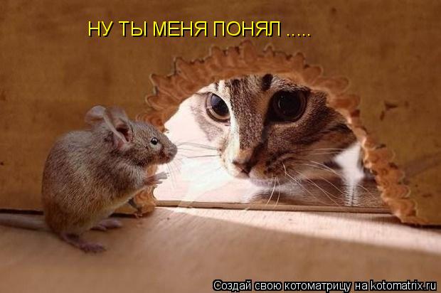Котоматрица: НУ ТЫ МЕНЯ ПОНЯЛ .....