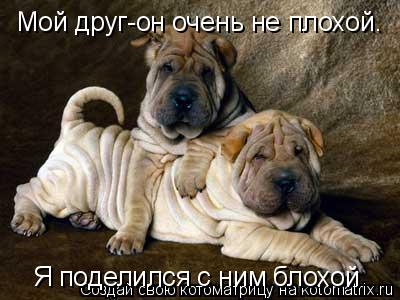 Котоматрица: Мой друг-он очень не плохой. Я поделился с ним блохой