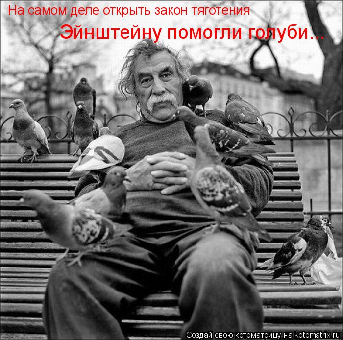 Котоматрица: На самом деле открыть закон тяготения Эйнштейну помогли голуби...
