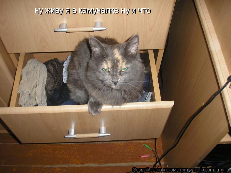 Котоматрица: ну живу я в камуналке ну и что