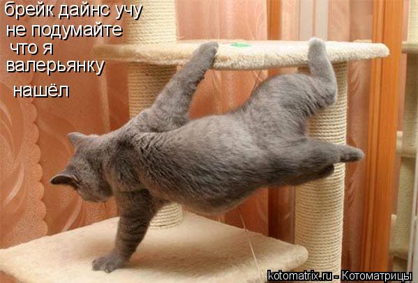Котоматрица: брейк дайнс учу не подумайте что я валерьянку  нашёл