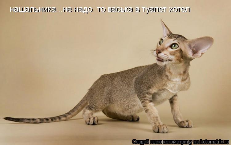 Котоматрица: нашальника...не надо єто васька в туалет хотел
