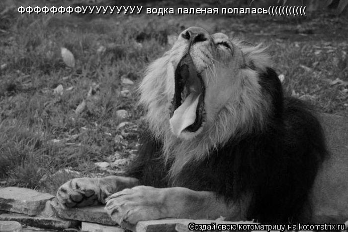 Котоматрица: ФФФФФФФФУУУУУУУУУ водка паленая попалась(((((((((((
