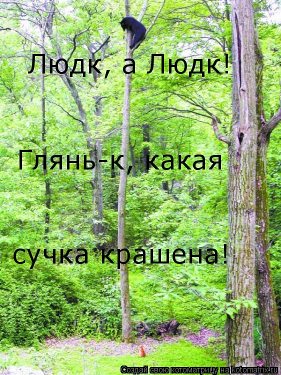 Людк, а Людк! Глянь-к, какая сучка крашена!... Котоматрица: Людк, а Людк! Глянь-к, какая сучка крашена!