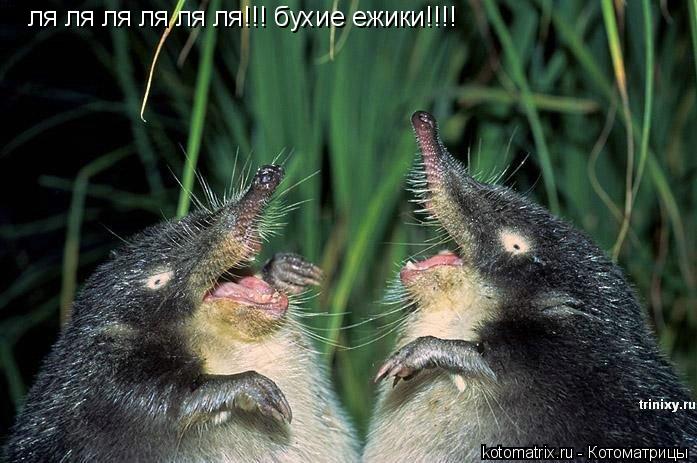 Котоматрица: ля ля ля ля ля ля!!! бухие ежики!!!!