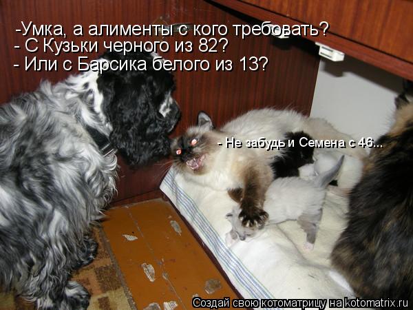 Котоматрица: -Умка, а алименты с кого требовать? - С Кузьки черного из 82? - Или с Барсика белого из 13? - Не забудь и Семена с 46...