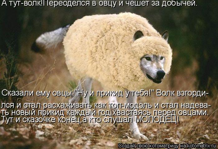 Котоматрица: А тут-волк!Переоделся в овцу и чешет за добычей. Сказали ему овцы:"Ну и прикид у тебя!" Волк взгорди- лся и стал расхаживать как топ-модэль и ст