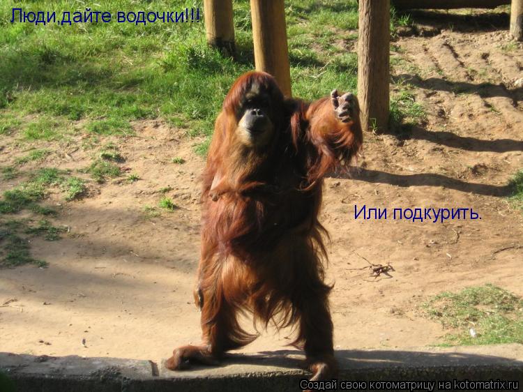 Котоматрица: Люди,дайте водочки!!! Или подкурить.
